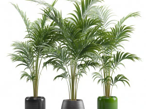 Areca Palms 3D Model