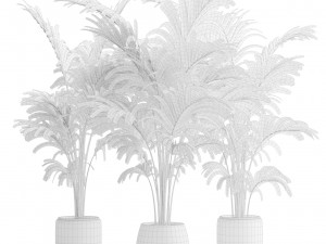 Areca Palms 3D 模型
