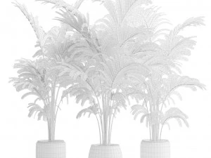 Areca Palms 3D Model