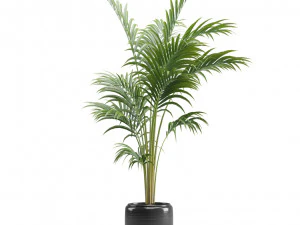 Areca Palms 3D Model