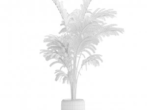 Areca Palms 3D Model