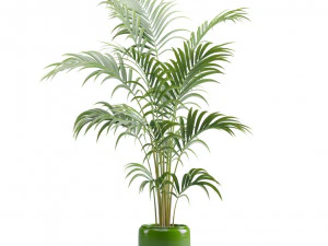 Areca Palms 3D Model