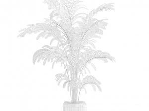 Areca Palms 3D Model
