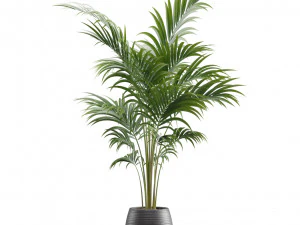 Areca Palms 3D Model