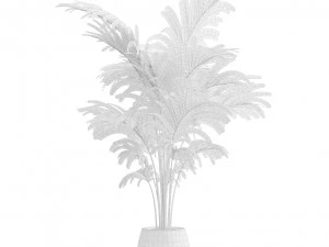 Areca Palms 3D Model