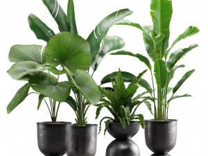 Indoor Plants Pack 13 3D Model