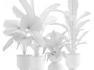 Indoor Plants Pack 13 3D Model