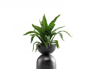 Indoor Plants Pack 13 3D Model