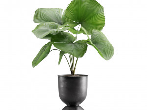 Indoor Plants Pack 13 3D Model