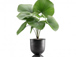 Indoor Plants Pack 13 3D Model
