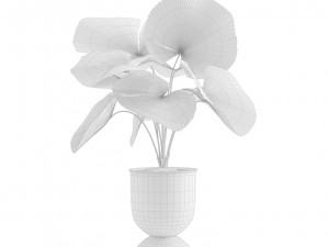 Indoor Plants Pack 13 3D Model