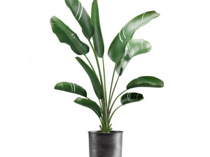 Indoor Plants Pack 13 3D Model