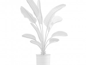 Indoor Plants Pack 13 3D Model