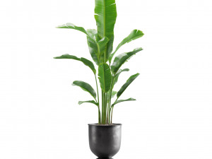 Indoor Plants Pack 13 3D Model