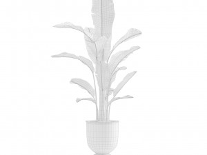 Indoor Plants Pack 13 3D Model