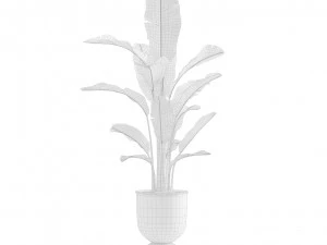 Indoor Plants Pack 13 3D Model