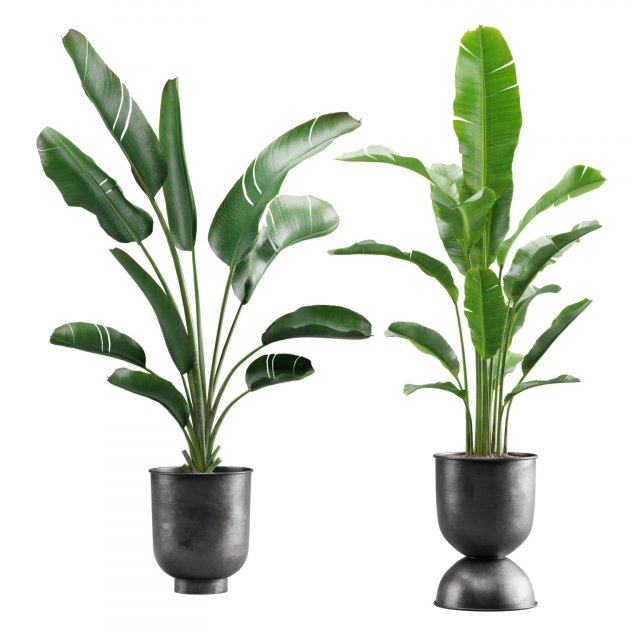 Strelitzia Set Banana Plant 3D Model .c4d .max .obj .3ds .fbx .stl .blend 