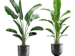 Strelitzia Set Bananenpflanze 3D Modell