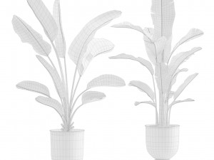 Strelitzia Set Banana Plant 3D Model