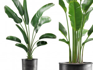 Strelitzia Set Banana Plant 3D Model