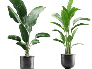 Strelitzia Set Banana Plant 3D Model