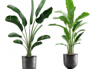 Strelitzia Set Banana Plant 3D Model
