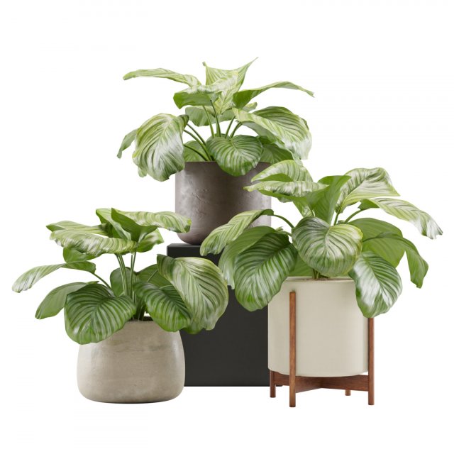 Calathea Orbifolia Set 3D मॉडल .c4d .max .obj .3ds .fbx .stl .blend 