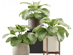 Calathea Orbifolia Set 3D Model