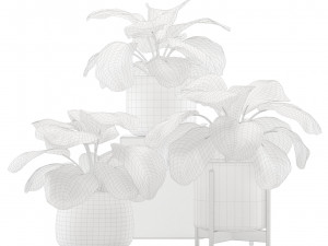 Calathea Orbifolia Set 3D मॉडल