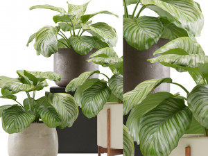 Calathea Orbifolia Set 3D मॉडल