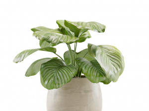 Calathea Orbifolia Set 3D मॉडल