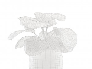 Calathea Orbifolia Set 3D मॉडल