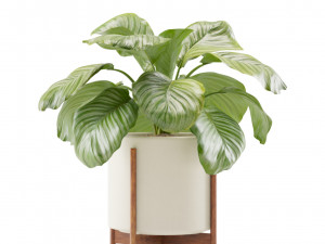Calathea Orbifolia Set 3D मॉडल