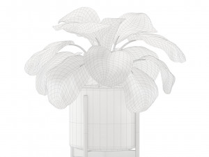 Calathea Orbifolia Set 3D मॉडल