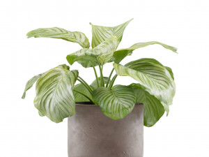 Calathea Orbifolia Set 3D मॉडल