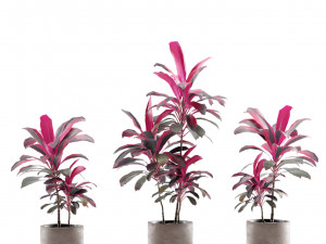 Indoor Plants Pack 12 3D मॉडल