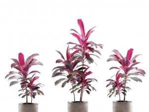 Indoor Plants Pack 12 3D Model