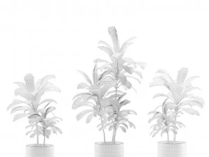 Indoor Plants Pack 12 3D Model