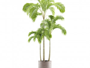Indoor Plants Pack 12 3D मॉडल