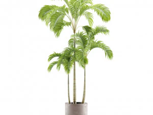 Indoor Plants Pack 12 3D Model