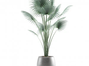 Indoor Plants Pack 12 3D Model