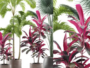 Indoor Plants Pack 12 3D Model