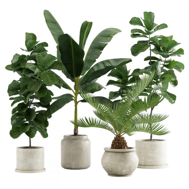 Indoor Plants Pack 11 Model 3D .c4d .max .obj .3ds .fbx .stl .blend 