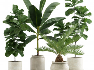 Indoor Plants Pack 11 3D Model