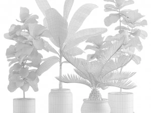 Indoor Plants Pack 11 3D Model