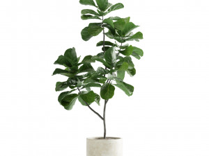Indoor Plants Pack 11 Model 3D