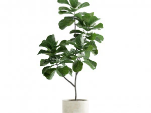 Indoor Plants Pack 11 3D Model