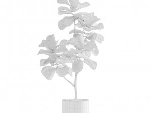 Indoor Plants Pack 11 Model 3D