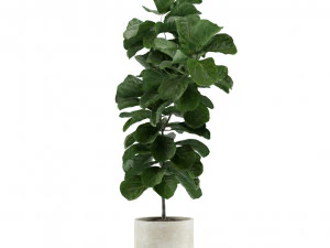 Indoor Plants Pack 11 3D Model