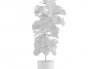 Indoor Plants Pack 11 Model 3D